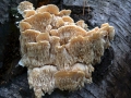 Spongipellis pachyodon - Dickstacheliger Schwammporling - Hoher Giek